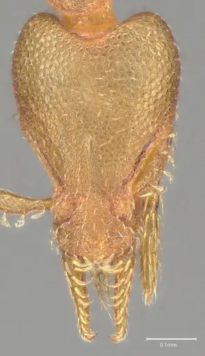 Strumigenys auctidens specimen CASENT4036112 image casent4036112_3