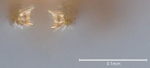 Strumigenys auctidens specimen CASENT4036112 image casent4036112_4