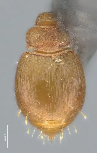 Strumigenys auctidens specimen DZUP556851 image dzup556851_2