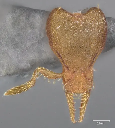 Strumigenys auctidens specimen DZUP556851 image dzup556851_3