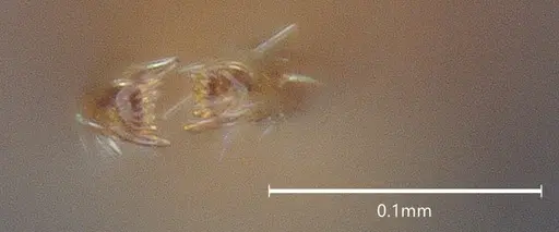 Strumigenys auctidens specimen DZUP556851 image dzup556851_4