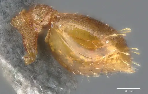 Strumigenys auctidens specimen DZUP556851 image dzup556851_6