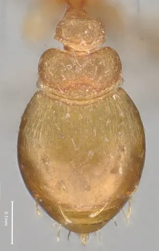 Strumigenys auctidens specimen DZUP556857 image dzup556857_1