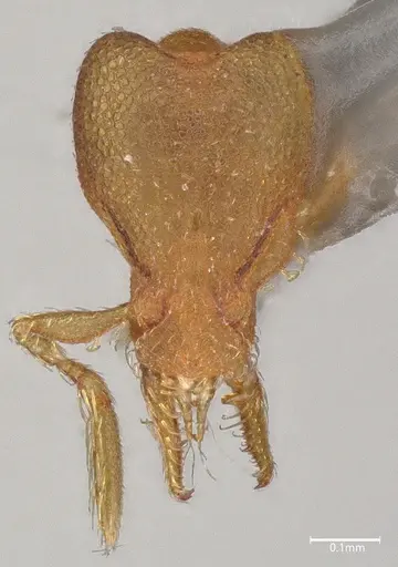 Strumigenys auctidens specimen DZUP556857 image dzup556857_2