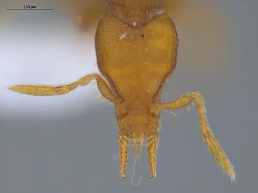 Strumigenys auctidens specimen ECOFOG-MI15-0122-24 image ecofog-mi15-0122-24_2