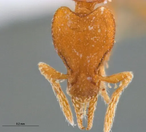 Strumigenys auctidens specimen UFV-LABECOL-001676 image ufv-labecol-001676_3