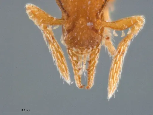Strumigenys auctidens specimen UFV-LABECOL-001676 image ufv-labecol-001676_4