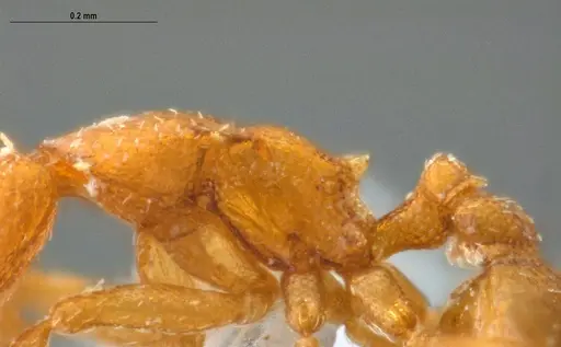 Strumigenys auctidens specimen UFV-LABECOL-001676 image ufv-labecol-001676_6
