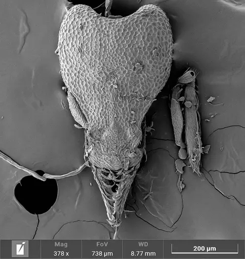 Strumigenys auctidens specimen UFV-LABECOL-001734 image ufv-labecol-001734_1