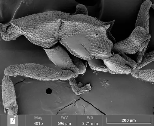 Strumigenys auctidens specimen UFV-LABECOL-001734 image ufv-labecol-001734_3