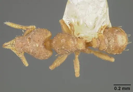 Strumigenys auctidens specimen USNMENT00414134 image usnment00414134_1
