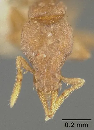 Strumigenys auctidens specimen USNMENT00414134 image usnment00414134_2
