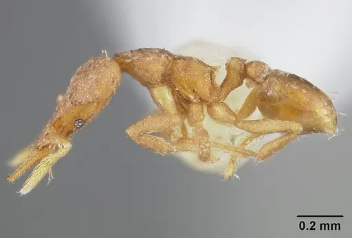 Strumigenys auctidens specimen USNMENT00414134 image usnment00414134_3