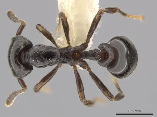 Strumigenys augustandrewi specimen CASENT0632251 image casent0632251_1