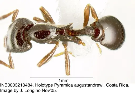 Strumigenys augustandrewi specimen INB0003213484 image inb0003213484_1