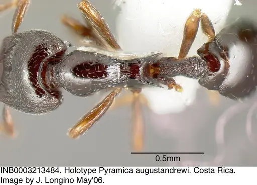Strumigenys augustandrewi specimen INB0003213484 image inb0003213484_2