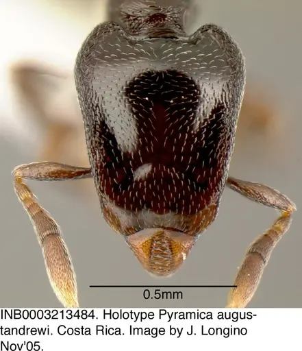 Strumigenys augustandrewi specimen INB0003213484 image inb0003213484_3