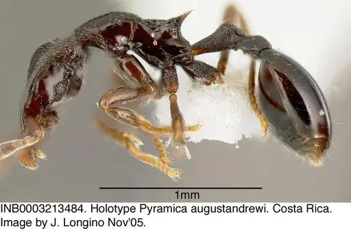 Strumigenys augustandrewi specimen INB0003213484 image inb0003213484_4