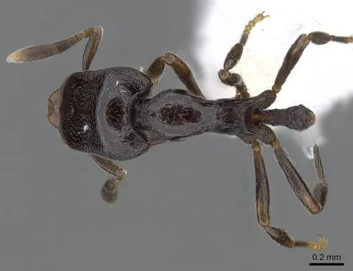Strumigenys augustandrewi specimen INB0003666649 image inb0003666649_1