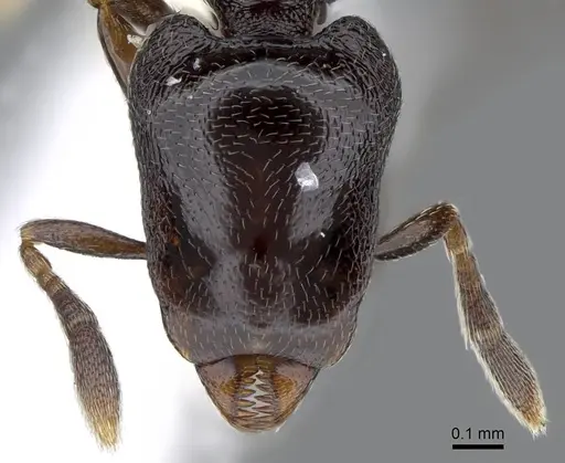 Strumigenys augustandrewi specimen INB0003666649 image inb0003666649_2