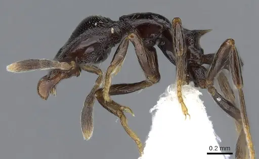 Strumigenys augustandrewi specimen INB0003666649 image inb0003666649_3