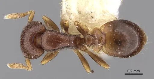 Strumigenys azteca specimen CASENT0281949 image casent0281949_1