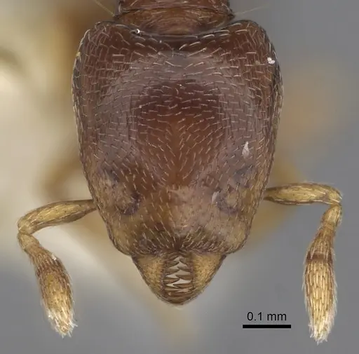 Strumigenys azteca specimen CASENT0281949 image casent0281949_2