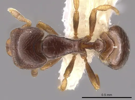 Strumigenys azteca specimen CASENT0648869 image casent0648869_1