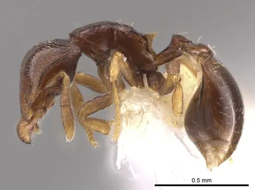 Strumigenys azteca specimen CASENT0648869 image casent0648869_3