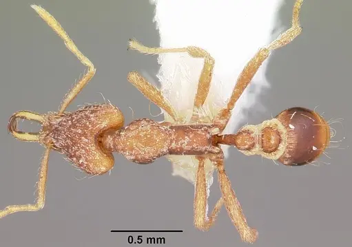 Strumigenys baal specimen CASENT0102634 image casent0102634_1