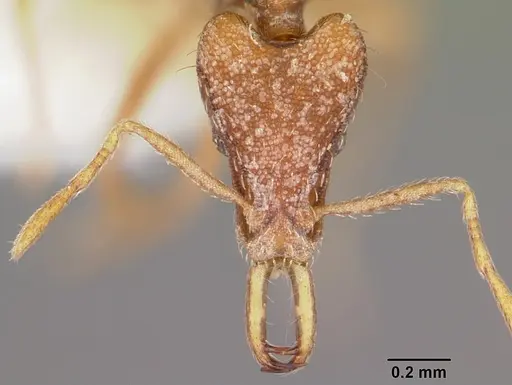 Strumigenys baal specimen CASENT0102634 image casent0102634_2