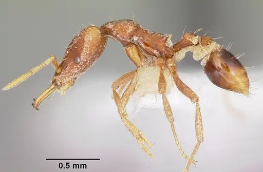 Strumigenys baal specimen CASENT0102634 image casent0102634_3