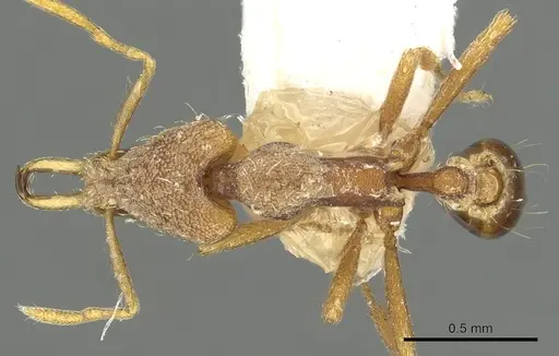 Strumigenys baal specimen CASENT0900825 image casent0900825_1