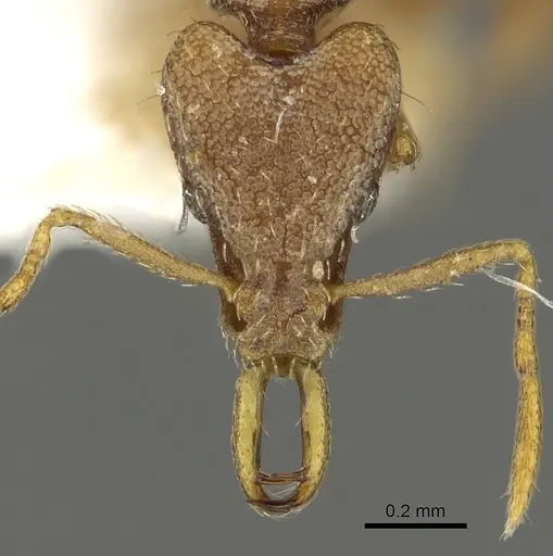 Strumigenys baal specimen CASENT0900825 image casent0900825_2