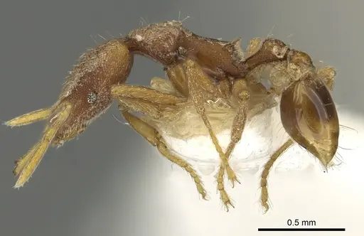 Strumigenys baal specimen CASENT0900825 image casent0900825_3