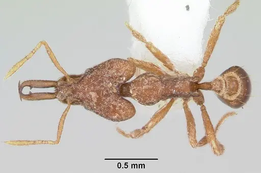 Strumigenys babelina specimen CASENT0102675 image casent0102675_1