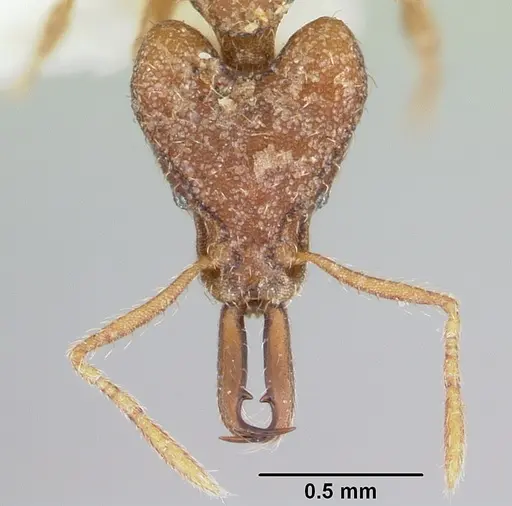Strumigenys babelina specimen CASENT0102675 image casent0102675_2