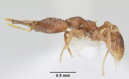 Strumigenys babelina specimen CASENT0102675 image casent0102675_3
