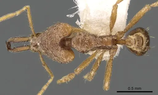 Strumigenys babelina specimen CASENT0900889 image casent0900889_1