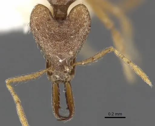 Strumigenys babelina specimen CASENT0900889 image casent0900889_2