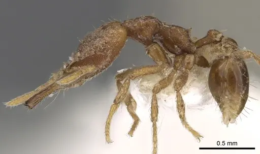 Strumigenys babelina specimen CASENT0900889 image casent0900889_3