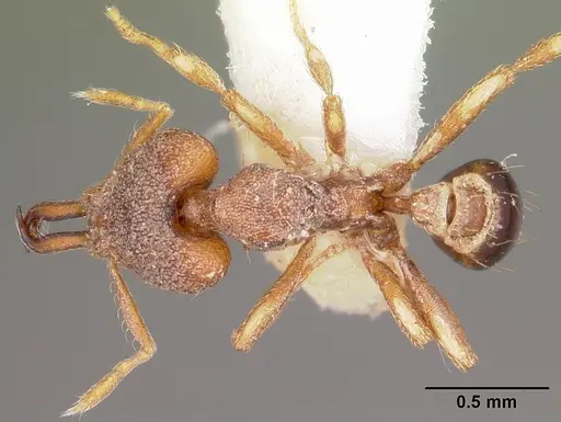 Strumigenys baladria specimen CASENT0102635 image casent0102635_1