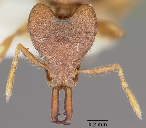 Strumigenys baladria specimen CASENT0102635 image casent0102635_2