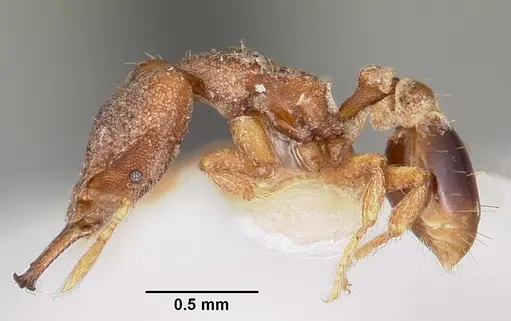 Strumigenys baladria specimen CASENT0102635 image casent0102635_3
