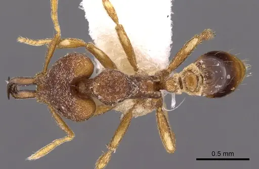 Strumigenys baladria specimen CASENT0900882 image casent0900882_1