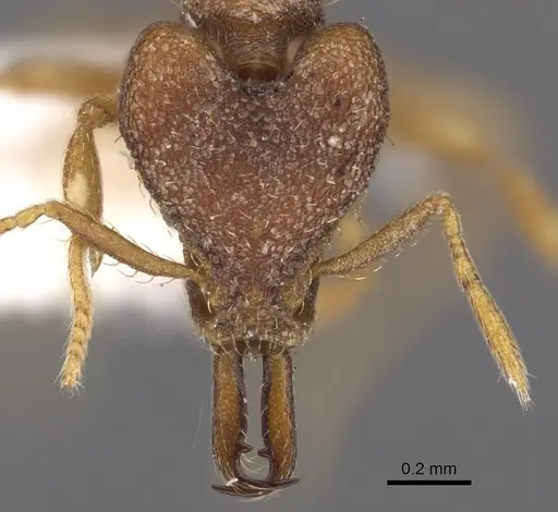 Strumigenys baladria specimen CASENT0900882 image casent0900882_2