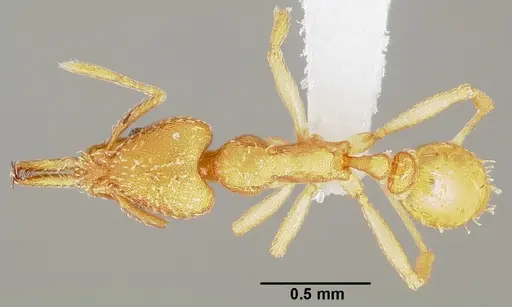 Strumigenys balux specimen CASENT0005490 image casent0005490_1