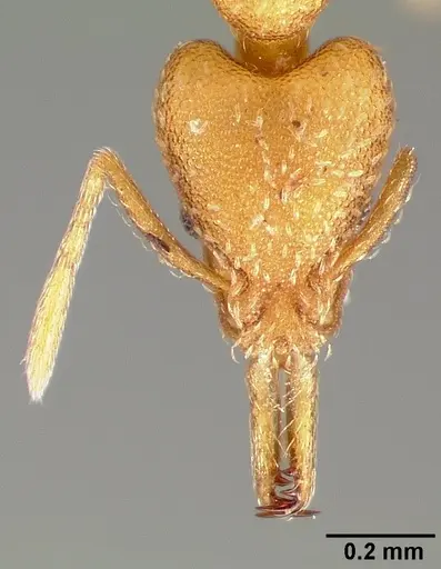 Strumigenys balux specimen CASENT0005490 image casent0005490_2