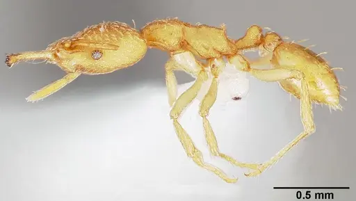 Strumigenys balux specimen CASENT0005490 image casent0005490_3