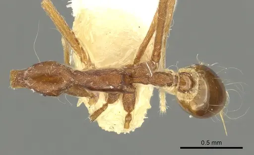 Strumigenys barylonga specimen CASENT0900841 image casent0900841_1